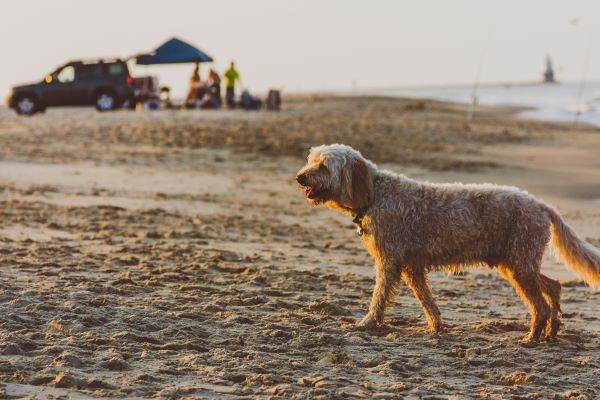 Summer Travel: Newark, Delaware’s Closest Beaches