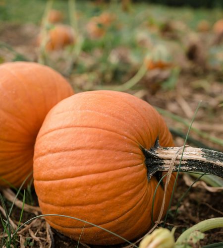 The Best Pumpkin Patches Near Newark, DE