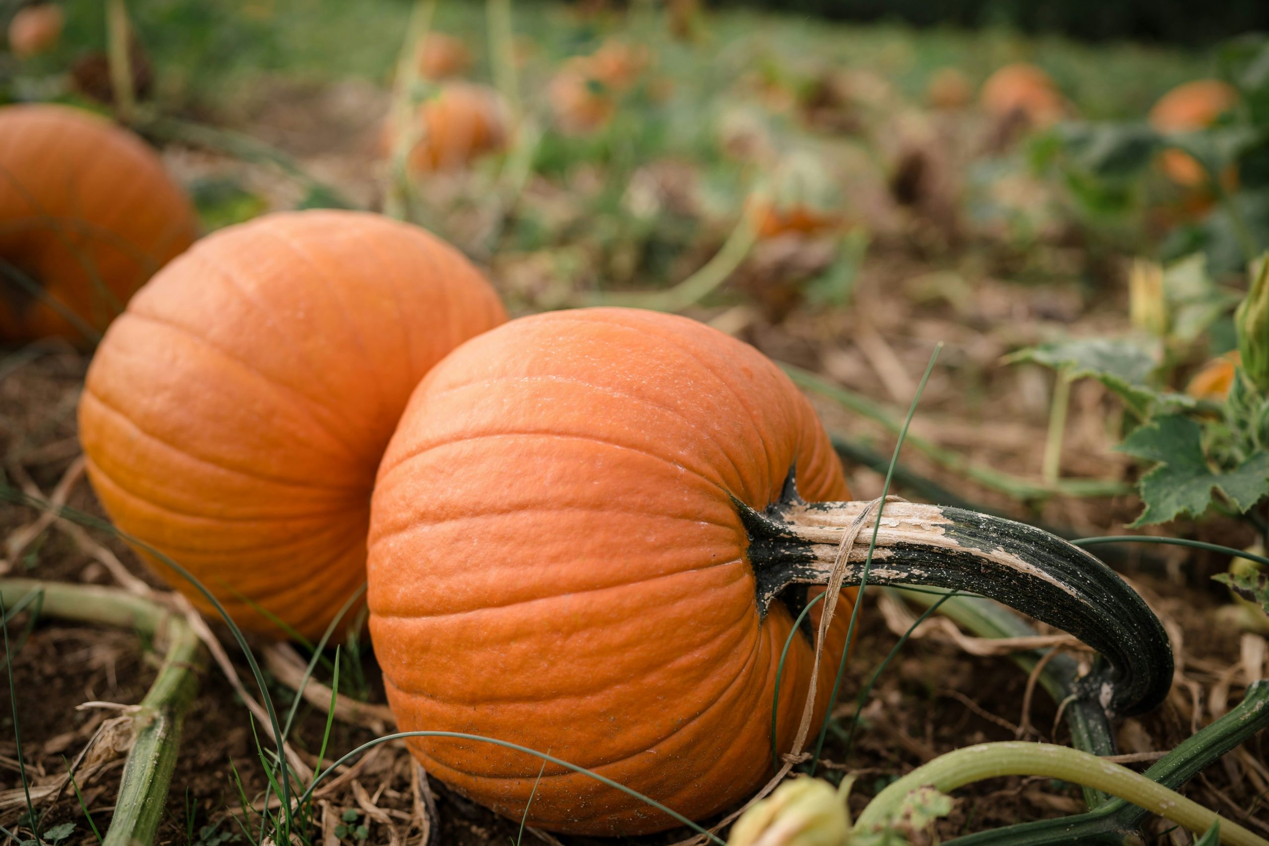 The Best Pumpkin Patches Near Newark, DE